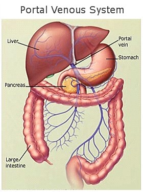 Diagram of the portal venous system, showing what body parts the Toronto cleansing enema benefits.